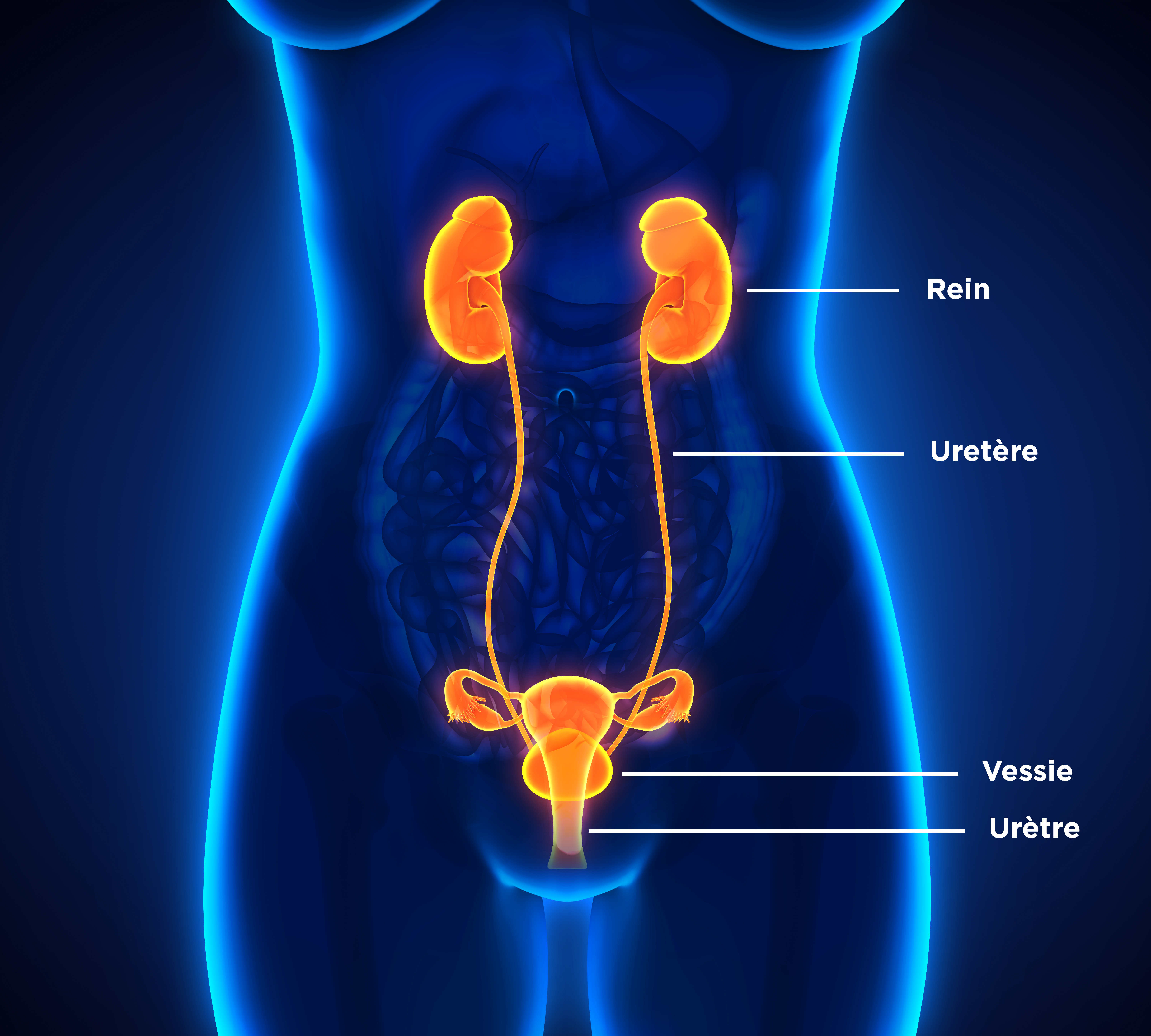 Female Urinary System FR