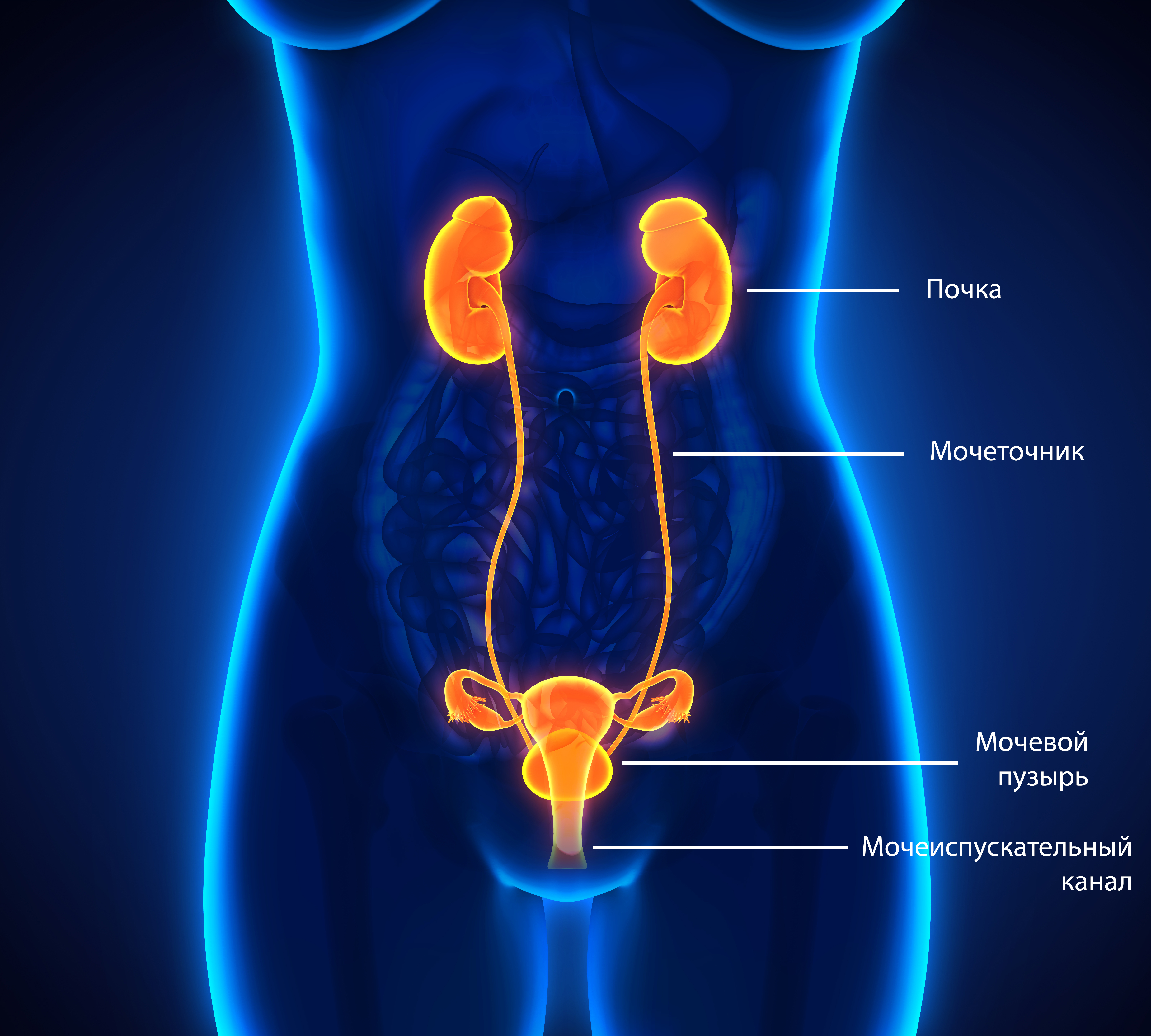 Female Urinary System RU